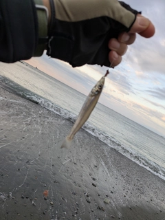 シロギスの釣果