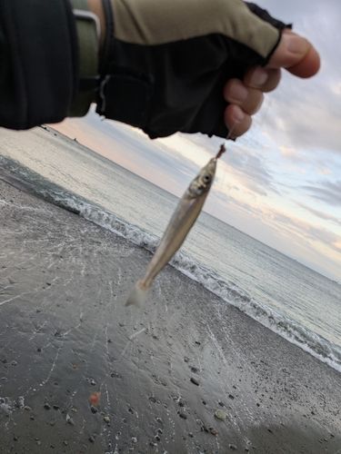 シロギスの釣果