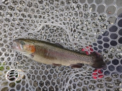 ニジマスの釣果