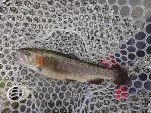 ニジマスの釣果