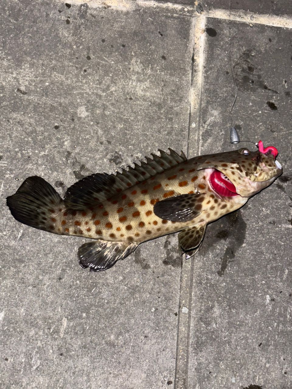 チャイロマルハタ