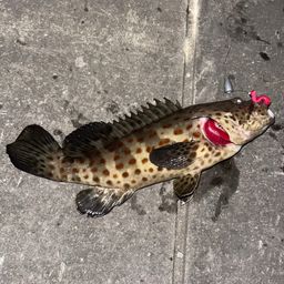 チャイロマルハタ