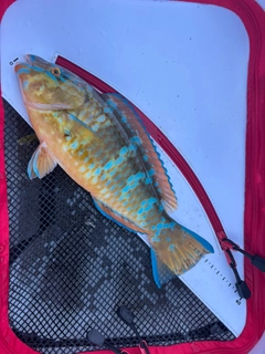 サザナミフグの釣果