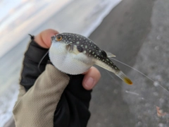 クサフグの釣果