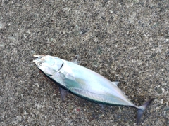 ヒラソウダの釣果