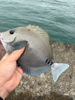 ニザダイの釣果
