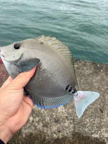 ニザダイの釣果