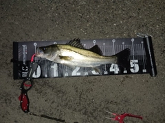 シーバスの釣果