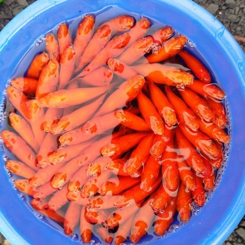 井頭公園釣り池