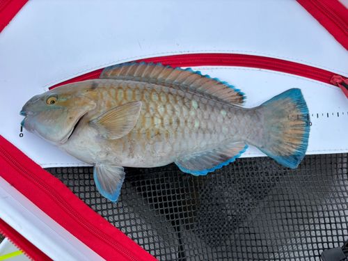 アオブダイの釣果