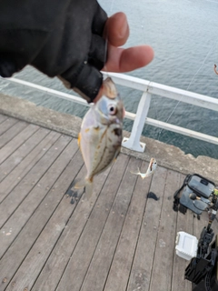 ヒイラギの釣果