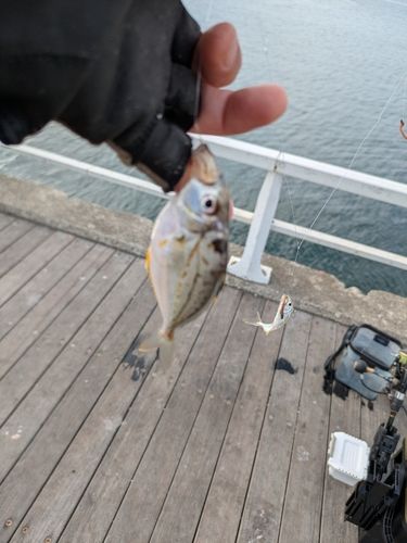 ヒイラギの釣果