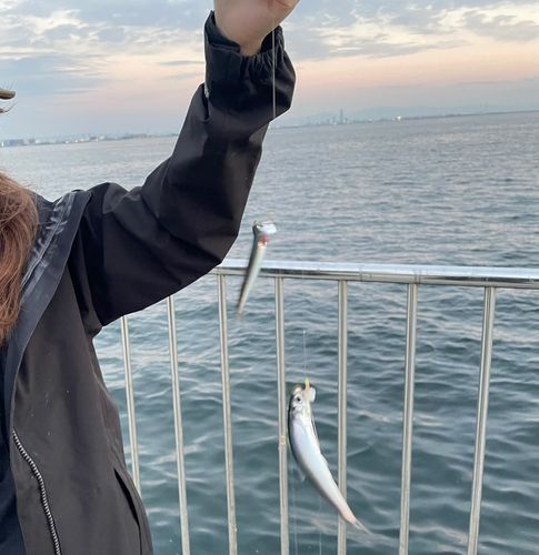 カタクチイワシの釣果