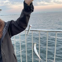 カタクチイワシ