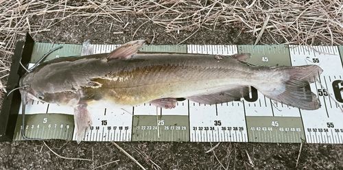 アメリカナマズの釣果