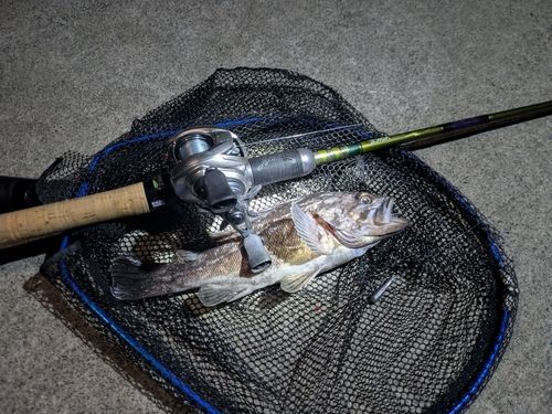 クロソイの釣果