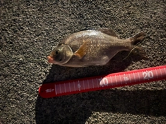 ウミタナゴの釣果