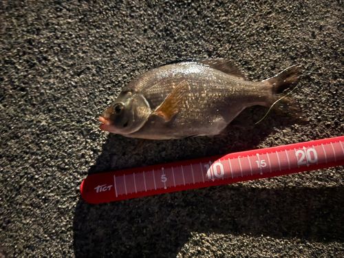 ウミタナゴの釣果