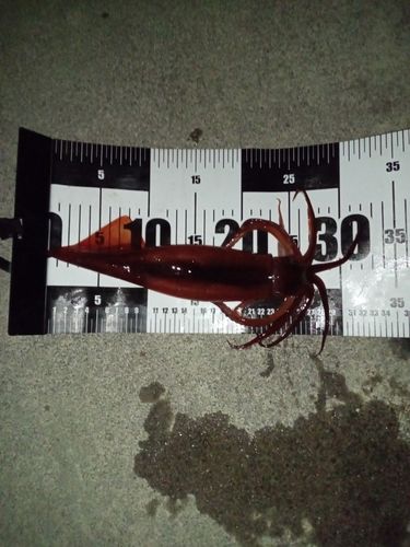 スルメイカの釣果