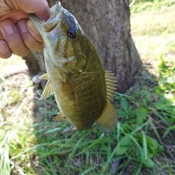 スモールマウスバス