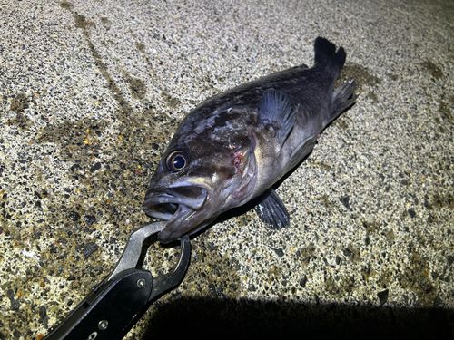 クロソイの釣果