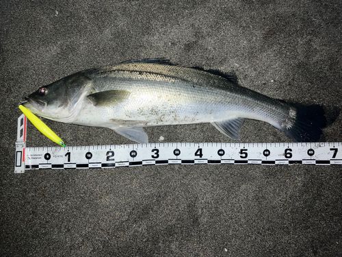 三陸海岸（青森）