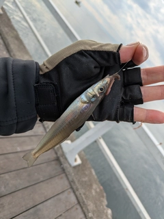 シロギスの釣果