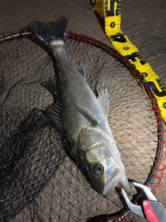 フッコ（マルスズキ）の釣果