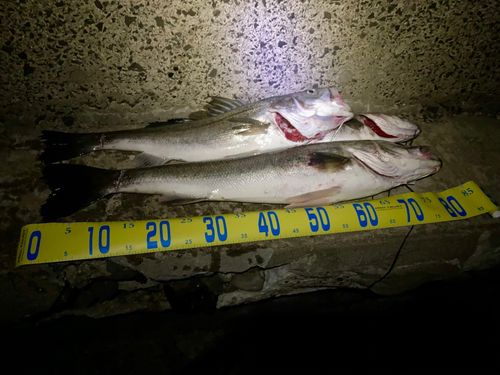 シーバスの釣果