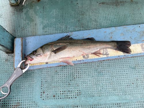 フッコ（マルスズキ）の釣果