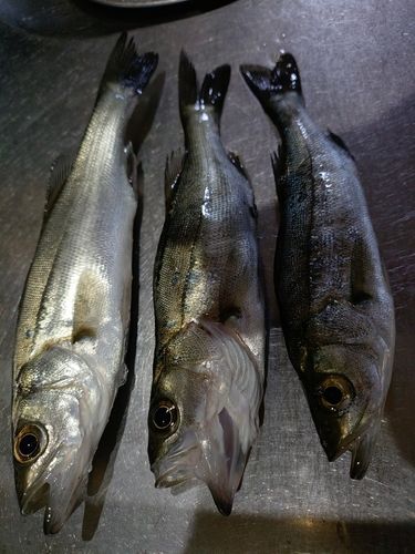 セイゴ（マルスズキ）の釣果