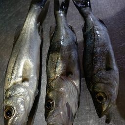 セイゴ（マルスズキ）