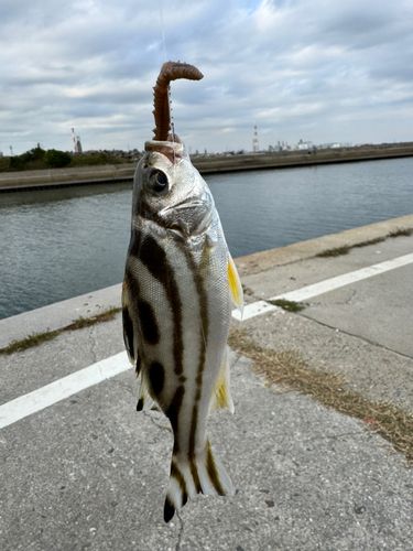 コトヒキの釣果