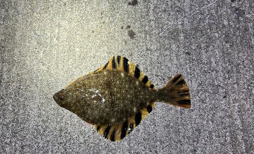 カレイの釣果
