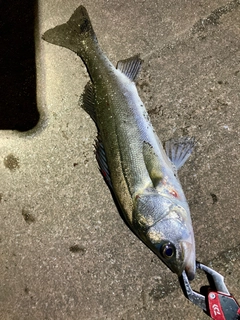 フッコ（マルスズキ）の釣果