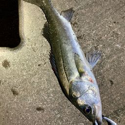 フッコ（マルスズキ）