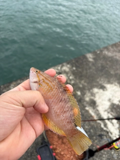 アカササノハベラの釣果