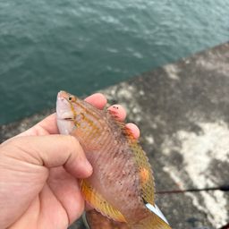 アカササノハベラ