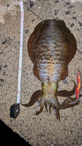 アオリイカの釣果