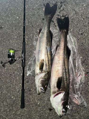 シーバスの釣果
