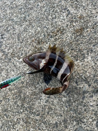 アオハタの釣果