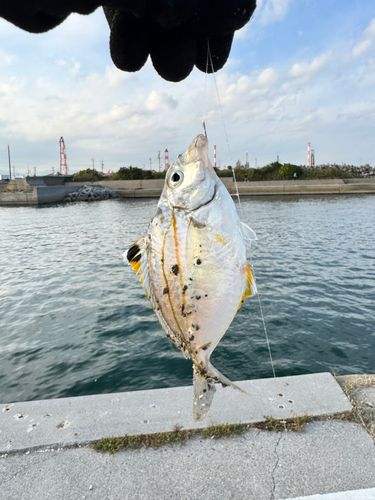 ヒイラギの釣果