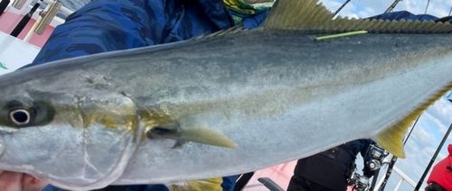 ヒラマサの釣果