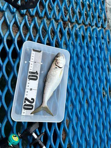 オリジナルメーカー海釣り公園