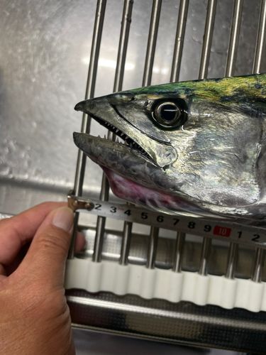 サゴシの釣果