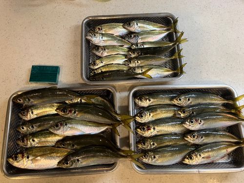 大黒海づり施設