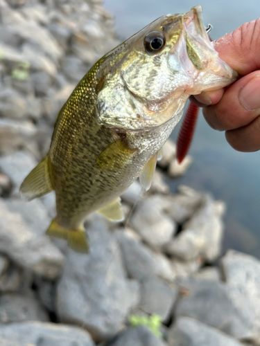 ラージマウスバスの釣果