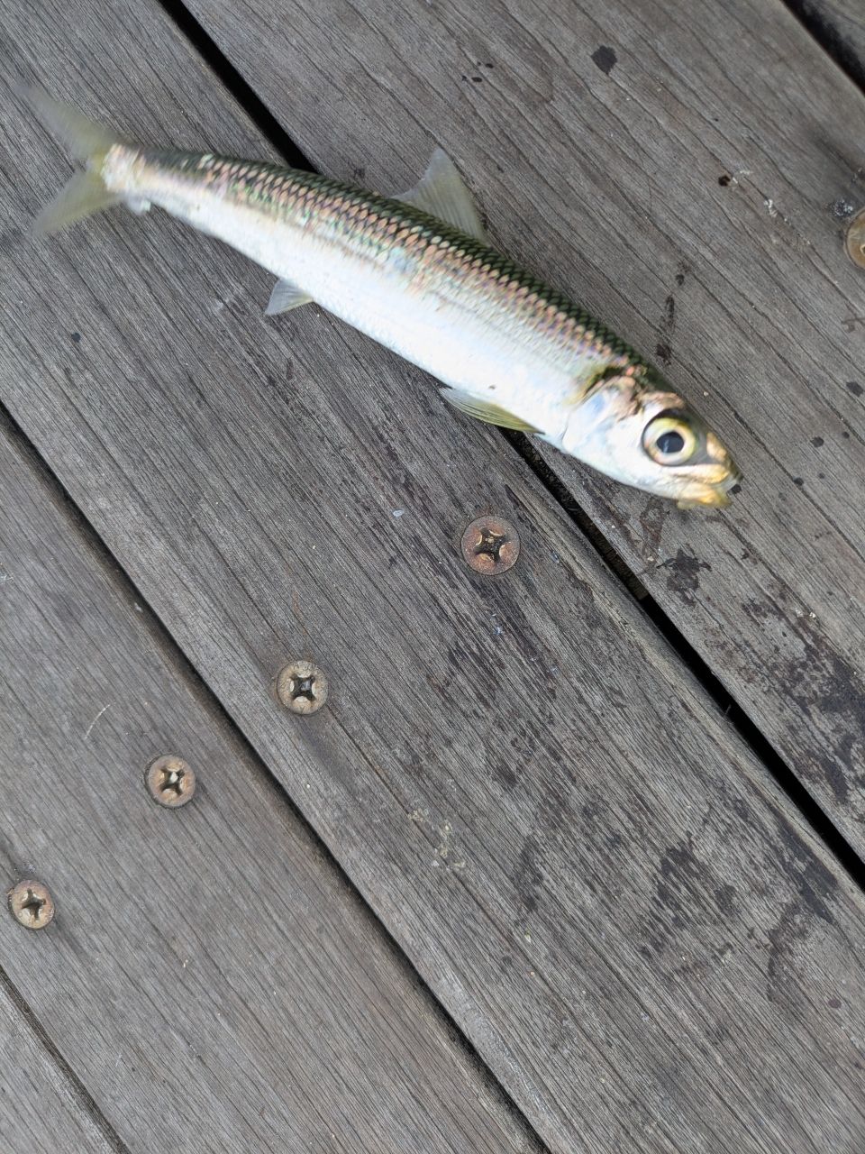 ダイワ　21シ−バスハンターX 93 M DAIWA 21シーバスハンター X 93ML・Rの最安値・インプレ・釣果 | 本音