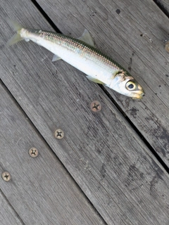 イワシの釣果
