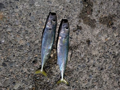 サバの釣果